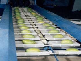 Cold Chain Consulting